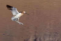  American Avocet at Cartago Springs. 
Recurvirostra americana is a large wader in the avocet and stilt family.