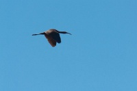  Ibis at Cartago Springs