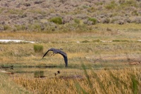  Great Blue Heron at Cartago Springs