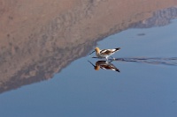  American Avocet at Cartago Springs