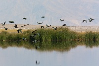  Ibis' at Cartago Springs