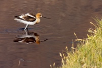  Another Avocet at Cartago Springs