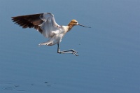  Another Avocet at Cartago Springs