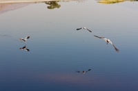  Territorial Avocets at Cartago Springs