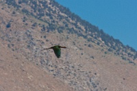  Another Ibis at Cartago Springs