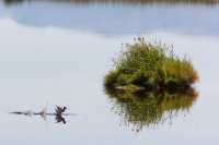  Another Avocet at Cartago Springs