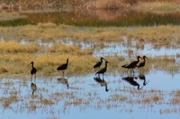  Ibis' at Cartago Springs