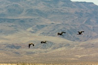  Ibis' at Cartago Springs with Coso Range to the East