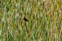  Blackbird at Cartago Springs