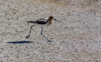  Another Avocet at Cartago Springs