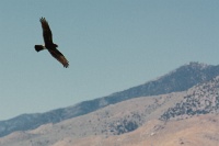  Harrier Hawk at Cartago Springs with Round Mountain to the Southwest