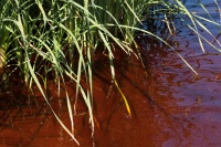  Red Water and Green Tules at Cartago Springs