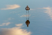  Another Avocet at Cartago Springs