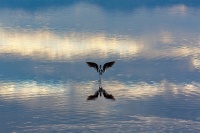  Another Avocet at Cartago Springs