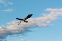  Another Avocet at Cartago Springs