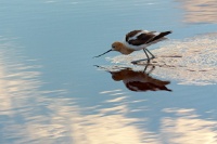  Another Avocet at Cartago Springs