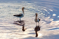  A pair of Avocets at Cartago Springs