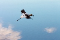  Another Avocet at Cartago Springs