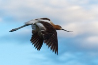  Another Avocet at Cartago Springs