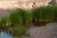  Cartago Springs and Sierra Reflection