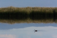  Avocet and Tule at Cartago Springs