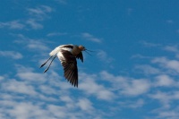  Another Avocet at Cartago Springs