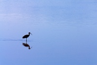  White-faced Ibis at Cartago Springs