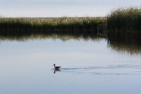  Avocet and Tule at Cartago Springs