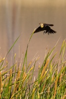  Blackbird at Cartago Springs