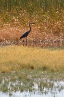  Great Blue Heron at Cartago Springs