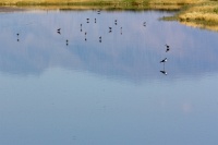  Avocets at Cartago Springs