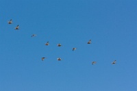 Ducks above Cartago Springs